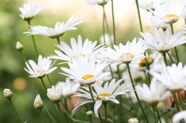 עולש ובבונג (קמומיל) בכרם