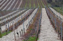 איסור כלאי הכרם במינים שהשתנה ייעודם