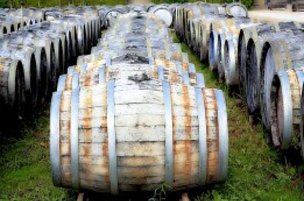 טעויות בהפרשת תרומות ומעשרות מיין | מכון התורה והארץ-'למעשה' אקטואליה הלכתית