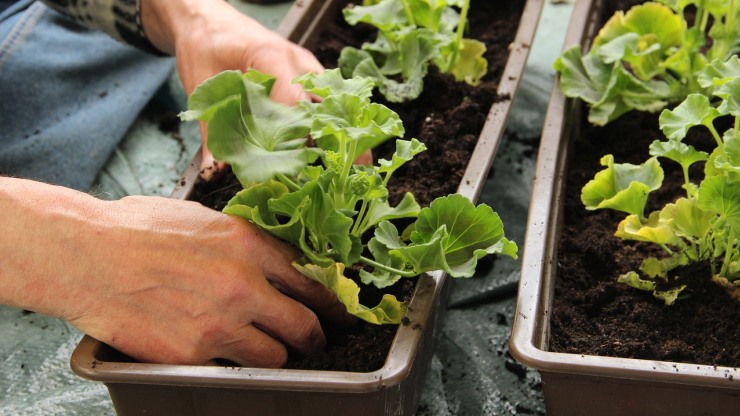 הרחקה בין שני מיני תבלינים הגדלים באדנית 