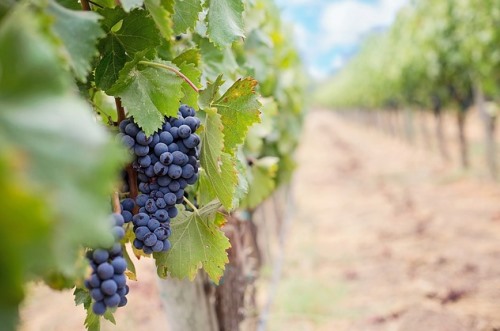 נטיעת גפן ליד גידולי נוי ודשא 