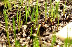 זריעת גדולי קיץ