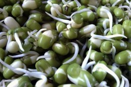 איסור כלאי זרעים בהנבטה ביתית של קטניות