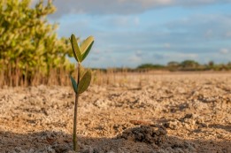 נטיעות בארץ ישראל המתחדשת