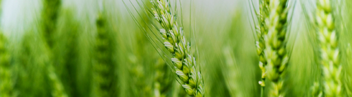 הלכות מתנות עניים ואיסור חדש