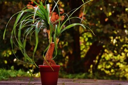 ספיחין בהעברת שתילים