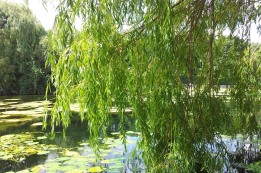 קטיף  ערבות בשנת השמיטה