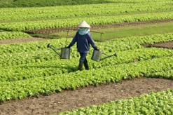 עובדים זרים במשק חקלאי