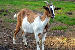 ראשית הגז בימינו
