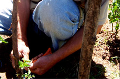 עובדים זרים במשק חקלאי - 2