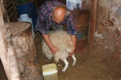 עובדים זרים במשק חקלאי- 3