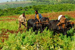 הלכות גוי במשק- 4- בעלי חיים במרעה