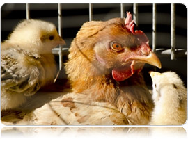 הלכות גוי במשק 5- ענף הלול