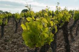 המחקר החקלאי ותרומתו- חלק ב' הגפן