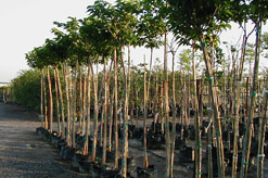 הלכות גוי במשק 6- משתלות