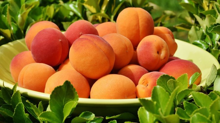 ניסויים בכלאים