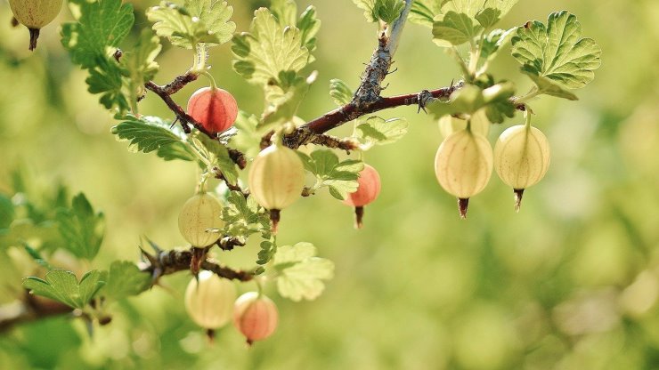 קיום אילן שהורכב כלאיים