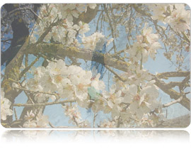 ט"ו בשבט במכון התורה והארץ