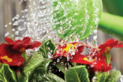 ביכורים אדר ב עד