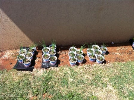 עציצי הבצל עם ובלי השקאה