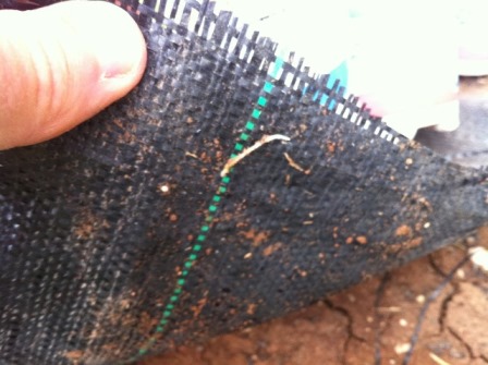 חדירת שורשים דרך הפלריג