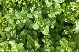 כלאים ב"נענע" בכרם