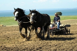 ביכורים טו באב עד