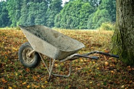 גינון בשמיטה