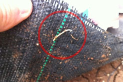 יריעת 'פלריג' סטנדרטית – דינה לשביעית | מכון התורה והארץ-'למעשה' אקטואליה  הלכתית