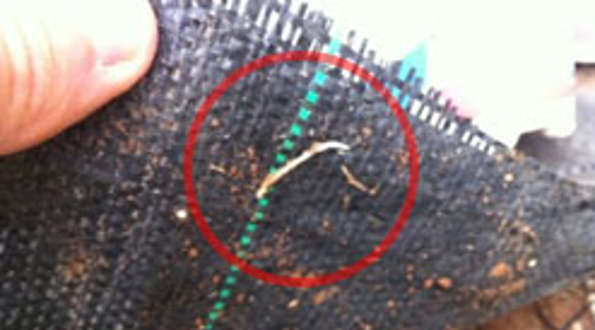 יריעת 'פלריג' סטנדרטית – דינה לשביעית | מכון התורה והארץ-'למעשה' אקטואליה הלכתית