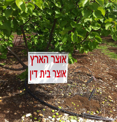 פירות אוצר הארץ