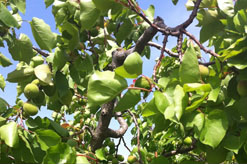 ביכורים אייר עה