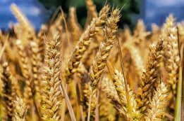 ה'חיטפון' – דינו לעניין חמץ, כלאיים, חלה וברכות