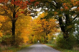 עקירת עצים בשביעית לצורך אחסון זבל