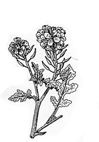 חרדל וחרדל מצרי