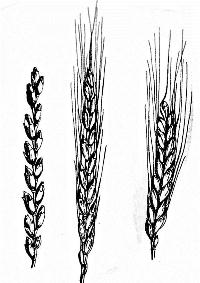 כוסמת,כוסמין