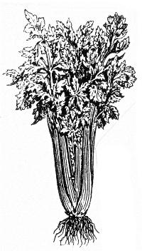 כרפס שלנהרות