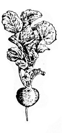 צנון צנונות