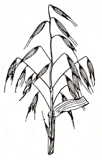 שיבולת שועל