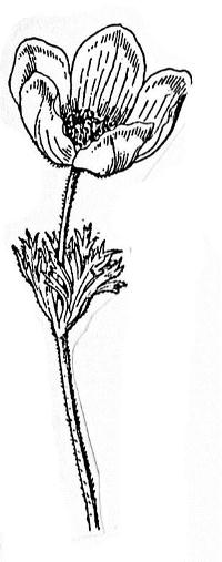 שושנים שושנת המלך