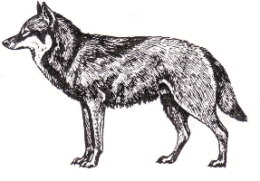 זאב