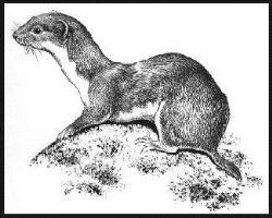 חלדת הסניים