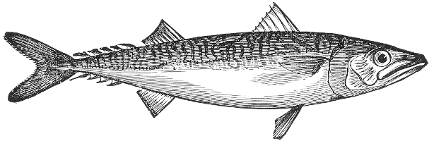 קוליס האספנן