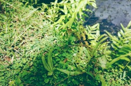 עקירת עשבים בגינה