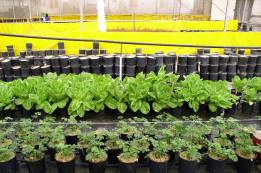 חממת מחקר ב"מכון התורה והארץ" - לראשונה מאז הגירוש