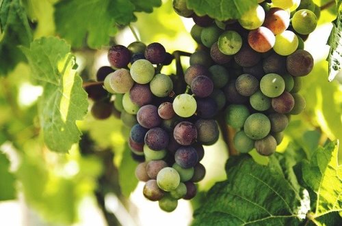 חיוב ערלה בעצים שעלו מאליהם