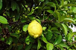 יצוא אתרוגים בשנת השמיטה