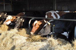 גידול לצורך מאכל בהמה בשביעית