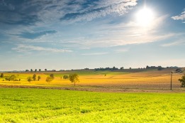 שמיטה של ציבור