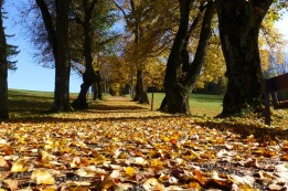 נקודות לסיכום - שמיטה תשס"א